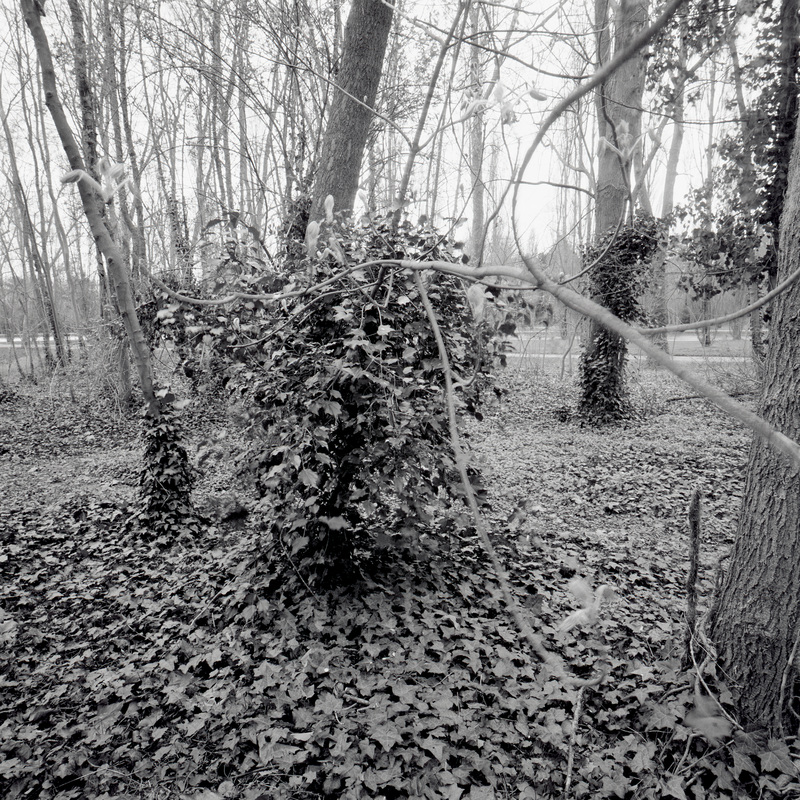 Parc de Sceaux 1/fr8 Michael Kolster Parc de Sceaux archival pigment print