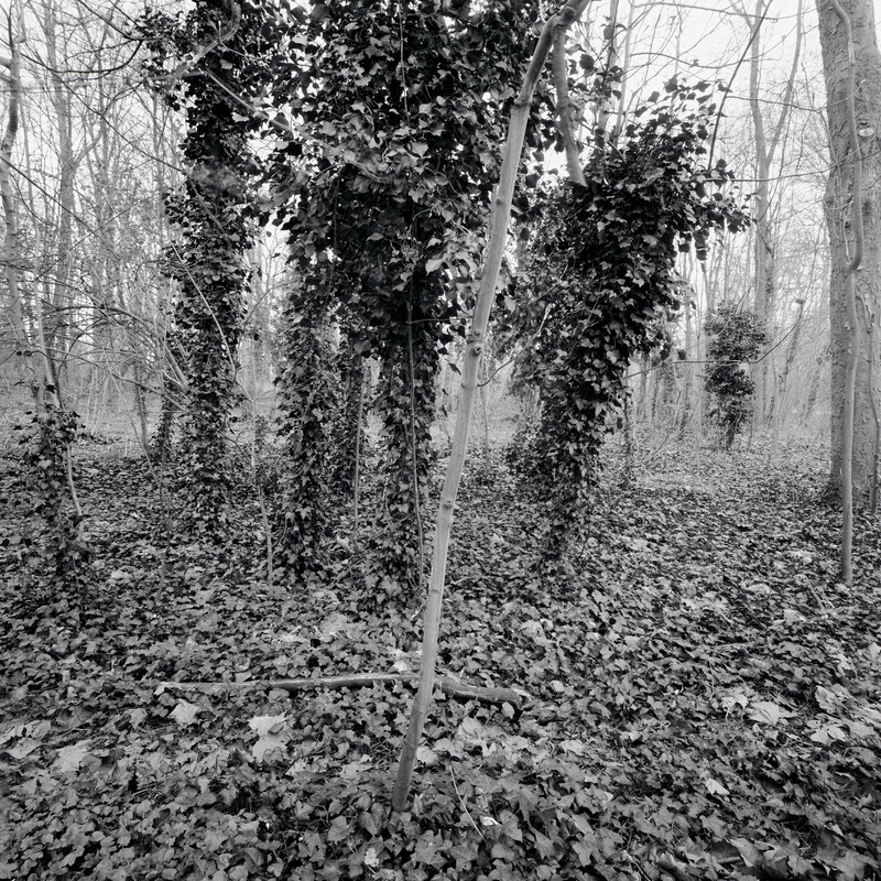 Parc de Sceaux 1/fr2 Michael Kolster Parc de Sceaux archival pigment print