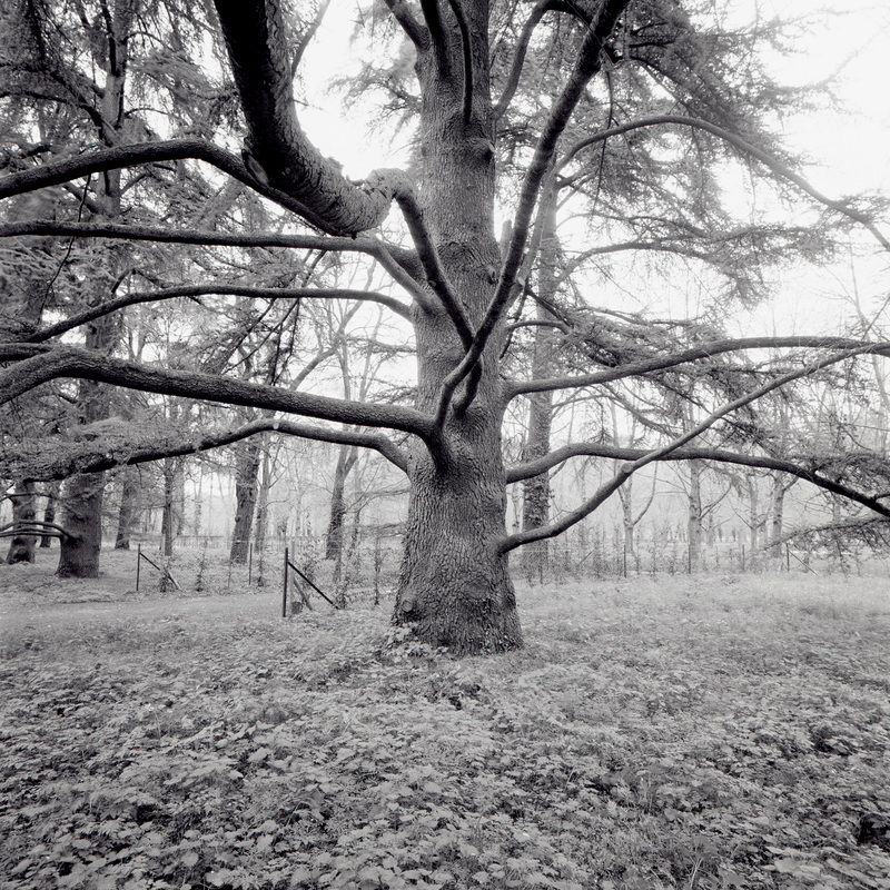 Parc de Sceaux 2/fr5 Michael Kolster Parc de Sceaux archival pigment print