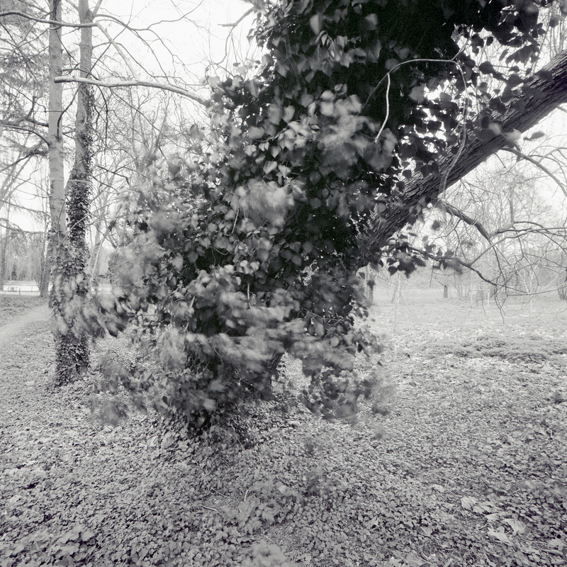 Parc de Sceaux 3/fr9 Michael Kolster Parc de Sceaux archival pigment print