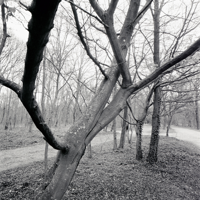 Parc de Sceaux 5/fr9 Michael Kolster Parc de Sceaux archival pigment print