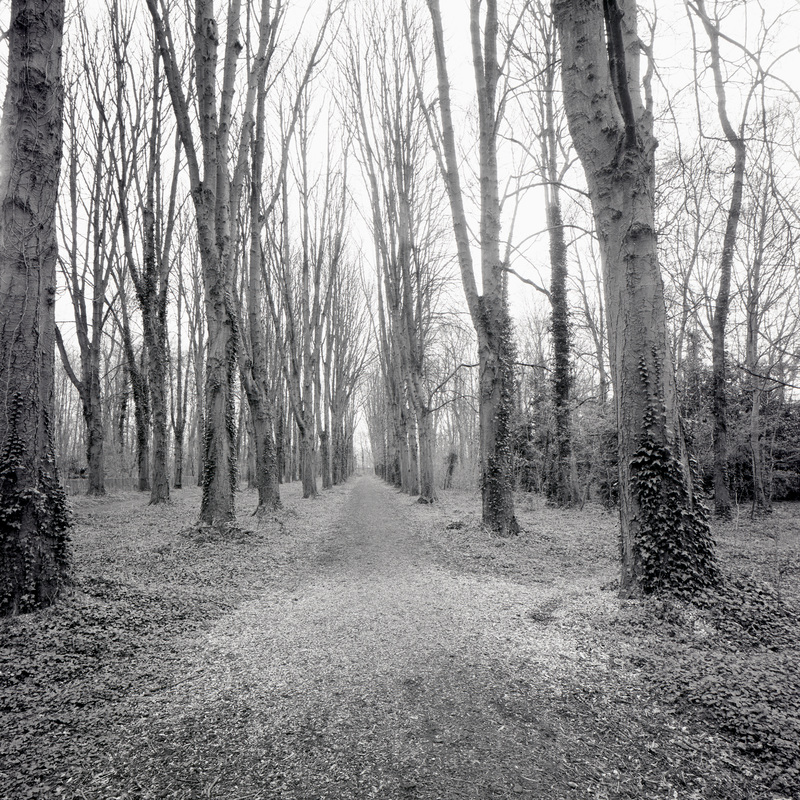 Parc de Sceaux 9/fr3 Michael Kolster Parc de Sceaux archival pigment print