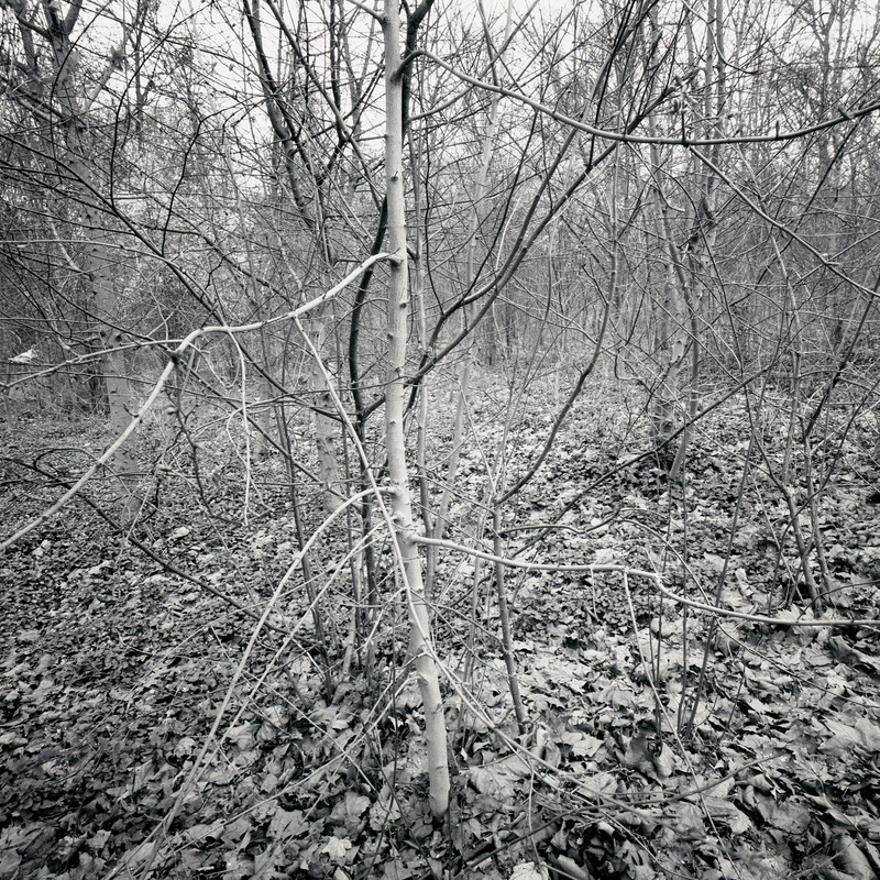 Parc de Sceaux 12/fr11 Michael Kolster Parc de Sceaux archival pigment print