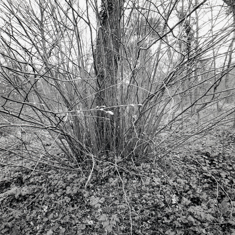 Bois de Boulogne 1/fr6 Michael Kolster Bois de Boulogne archival pigment print
