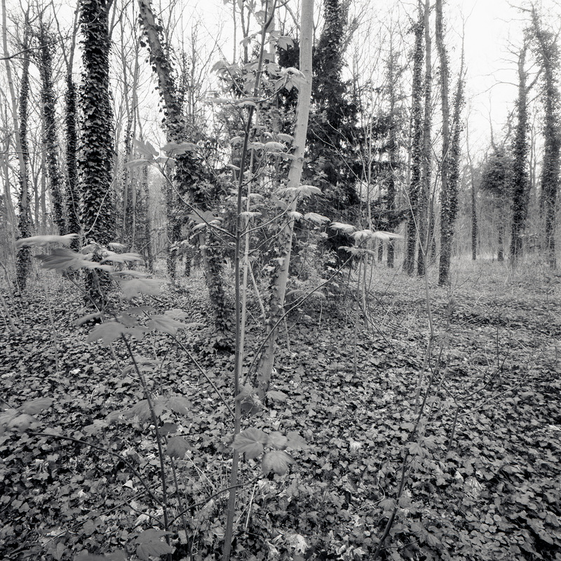 Bois de Boulogne 2/fr11 Michael Kolster Bois de Boulogne archival pigment print