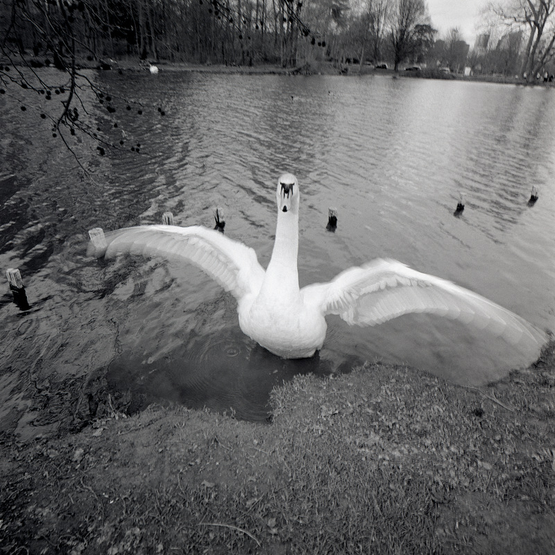 Bois de Boulogne 5/fr2 Michael Kolster Bois de Boulogne archival pigment print