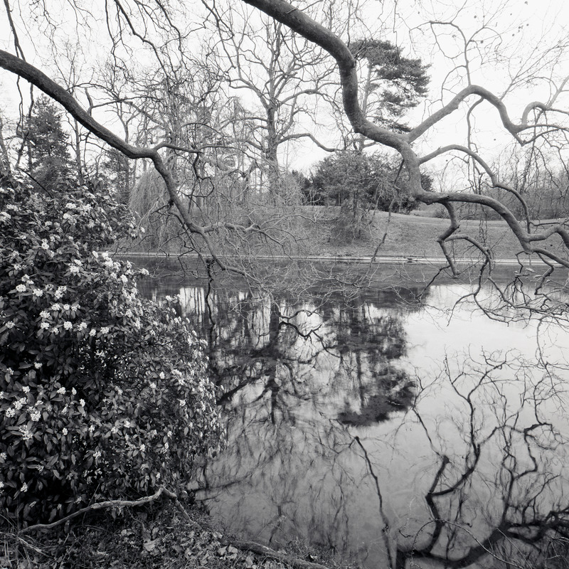 Bois de Boulogne 64fr8 Michael Kolster Bois de Boulogne archival pigment print