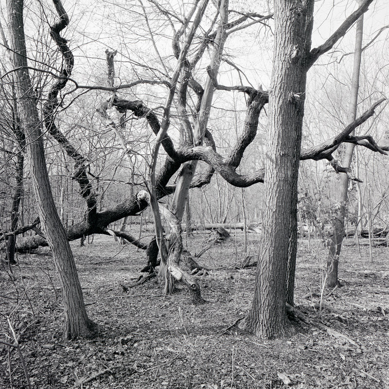 Bois de Boulogne 6/fr1 Michael Kolster Bois de Boulogne archival pigment print