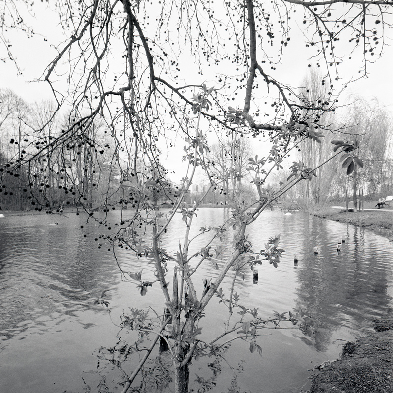 Bois de Boulogne66/fr12 Michael Kolster Bois de Boulogne archival pigment print