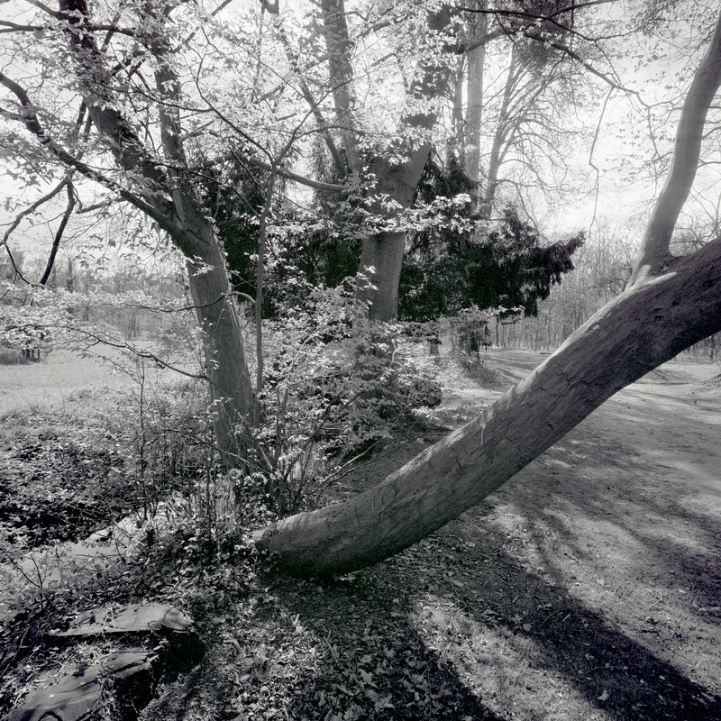 Bois de Boulogne 7/fr4 Michael Kolster Bois de Boulogne archival pigment print