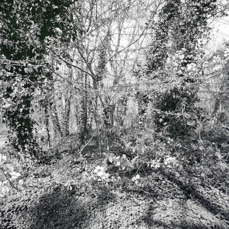 Bois de Boulogne 7/fr7 Michael Kolster Bois de Boulogne archival pigment print