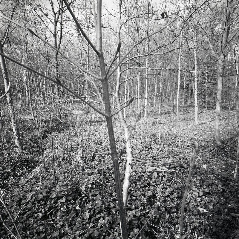 Bois de Boulogne 7/fr12 Michael Kolster Bois de Boulogne archival pigment print