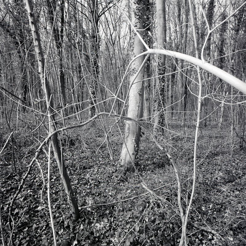 Bois de Boulogne 10/fr5 Michael Kolster Bois de Boulogne archival pigment print