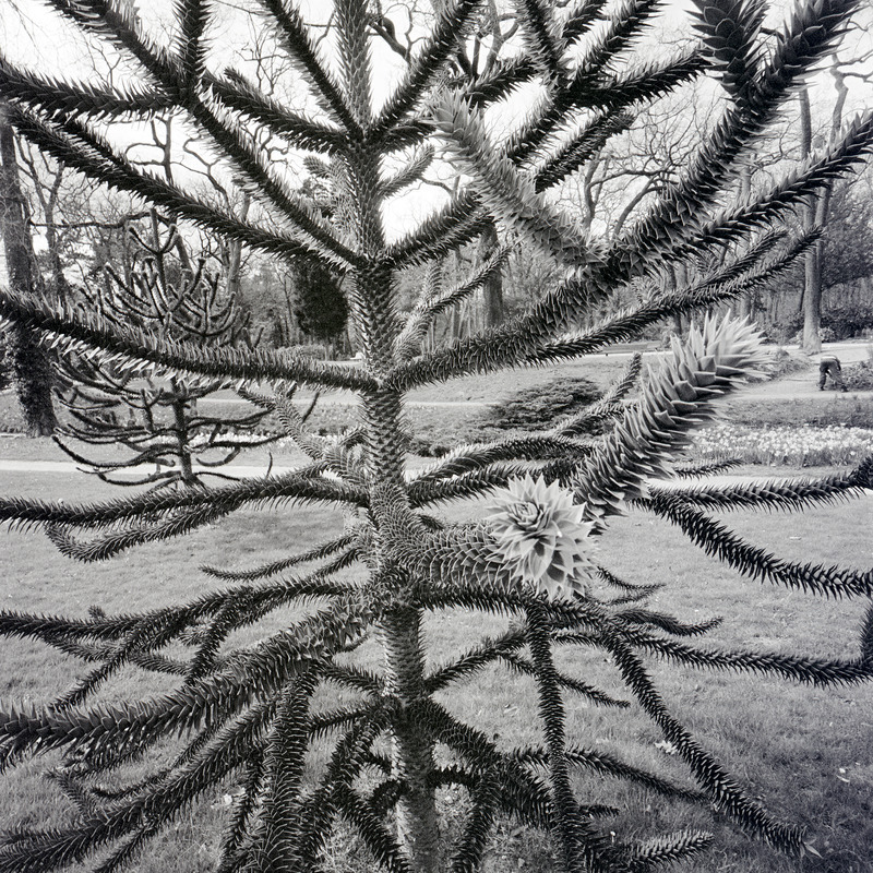 Bois de Boulogne 11/fr6 Michael Kolster Bois de Boulogne archival pigment print