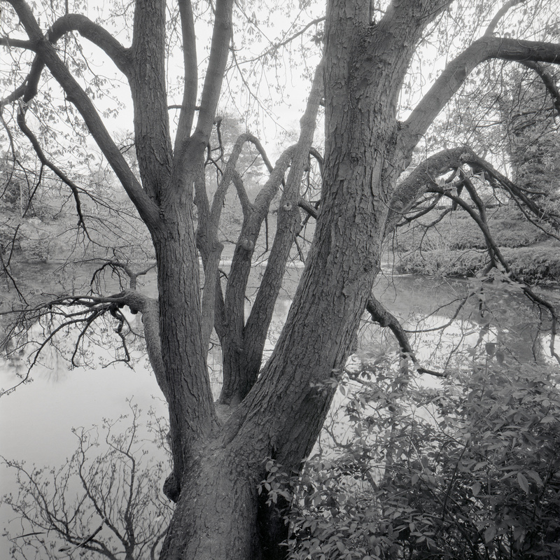 Bois de Boulogne 12/fr4 Michael Kolster Bois de Boulogne archival pigment print