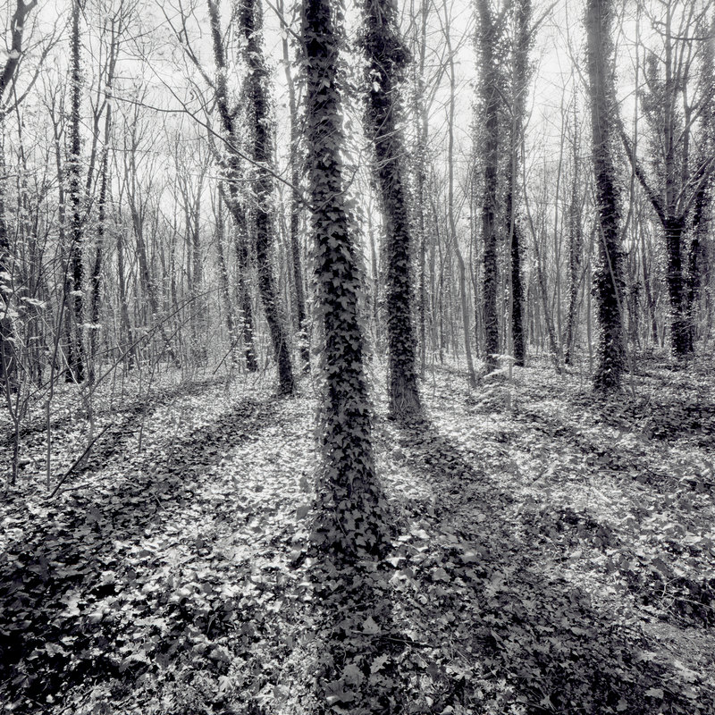 Bois de Boulogne 12/fr9 Michael Kolster Bois de Boulogne archival pigment print