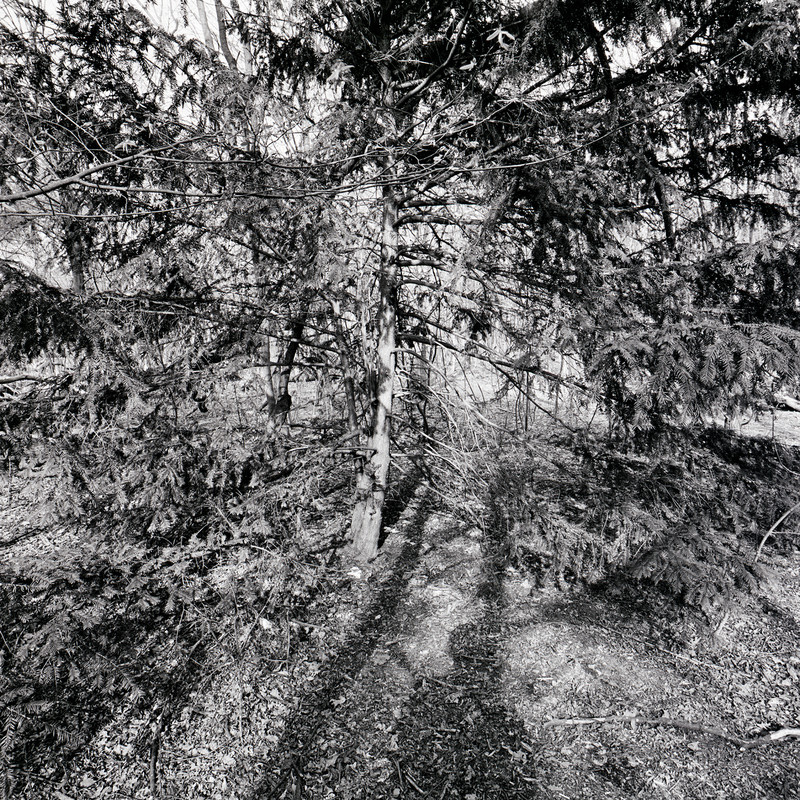 Bois de Boulogne 6/fr4 Michael Kolster Bois de Boulogne archival pigment print