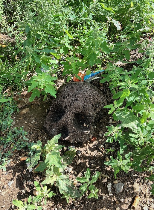 Skull Drop, Silver Rice Tree Pit, Crown Heights, Brooklyn  