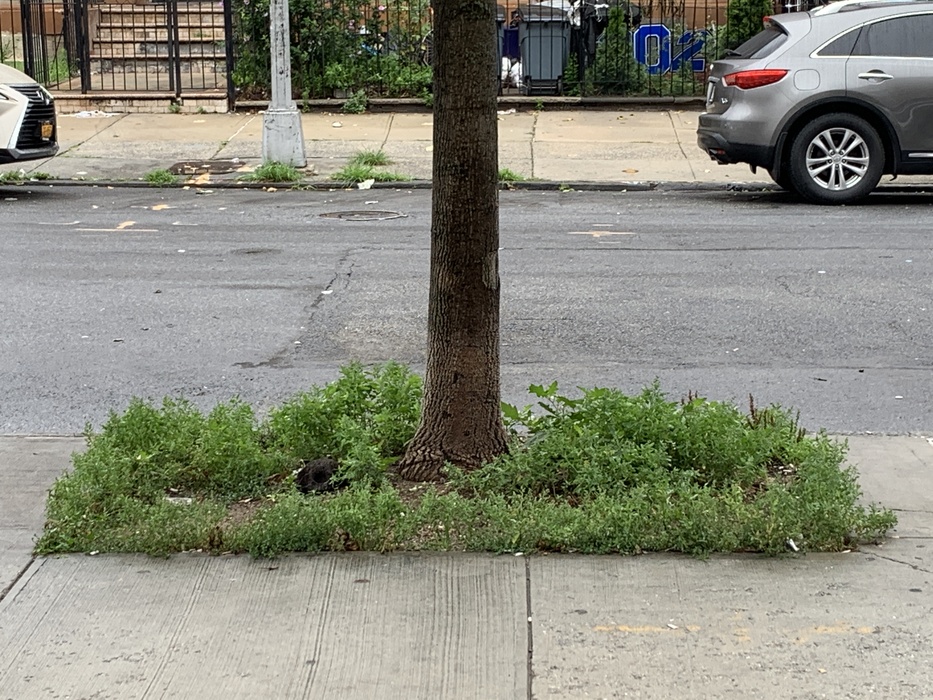 Skull Drop, detail, Silver Rice Tree Pit, Crown Heights, Brooklyn