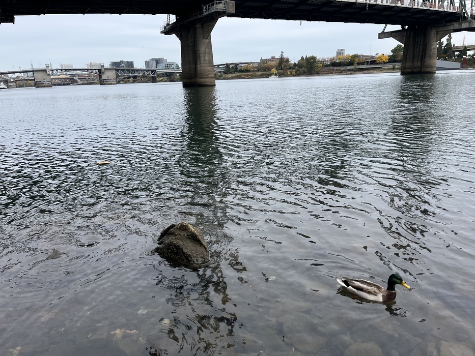 hand - Willamette River - Portland, OR