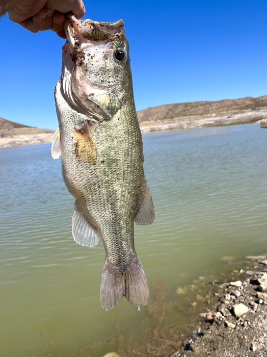 Largemouth Bass -  Catch and Release 
