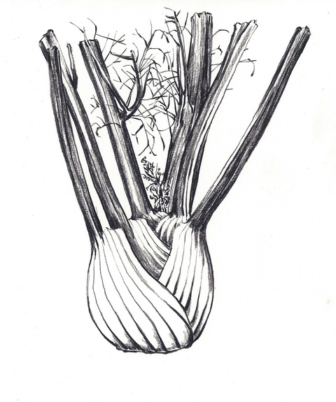  V is for Vegetables, cookbook drawings 