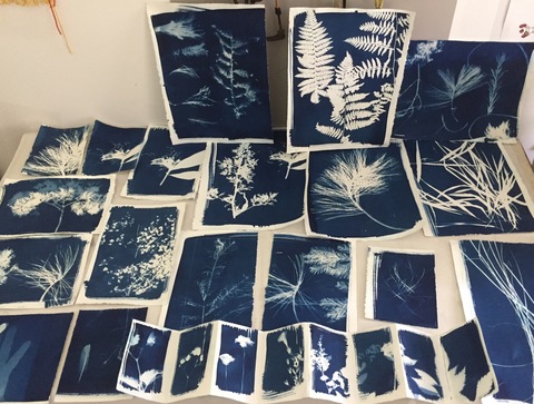 Mollie Murphy Prospect to The The Garden (in progress) garden plants and flowers, imprinted using the cyanotype process