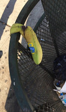 banana, can