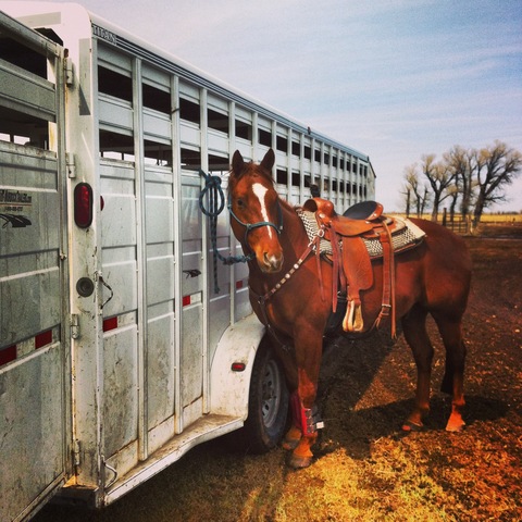 Birthing season, herding cattle