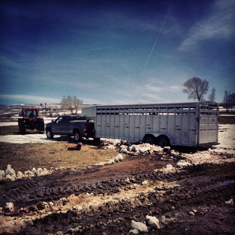 Birthing season, herding cattle