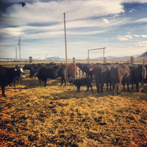 Birthing season - herding cattle