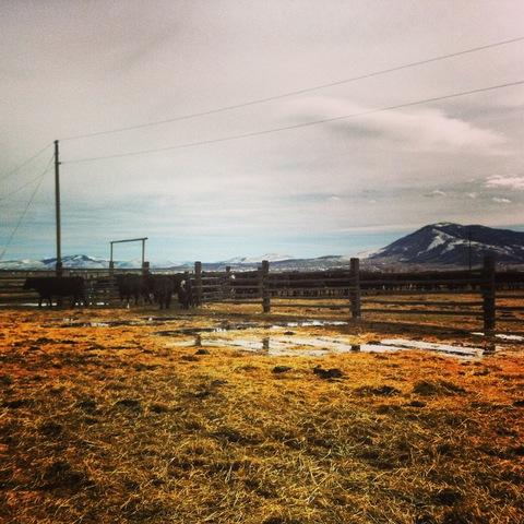 Birthing season, herding cattle 