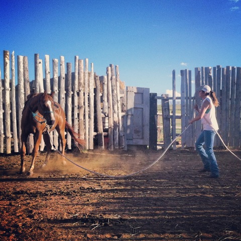 Training foals