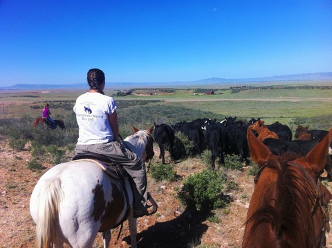 Herding cattle