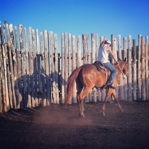 Training foals