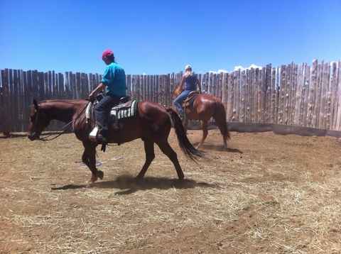 Training foals