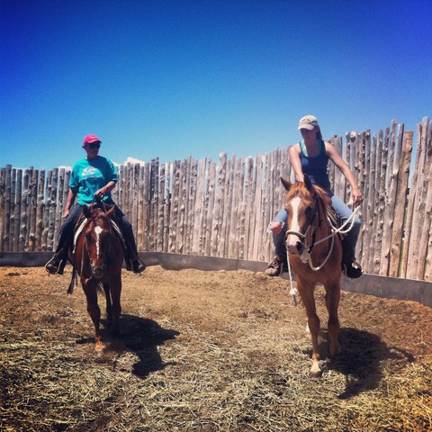 Training foals