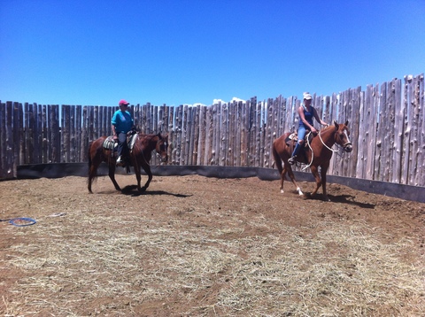 Training foals