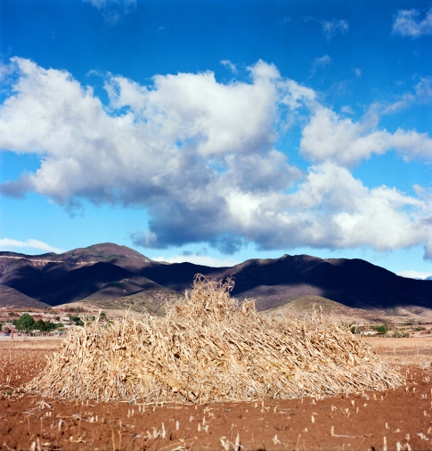 Maiz, Teotitlan del Valle Outskirts