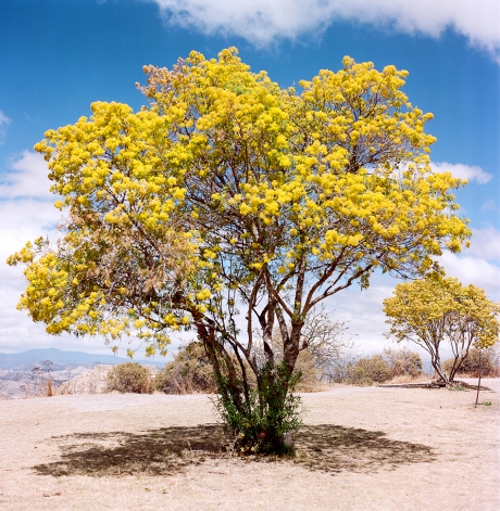 Arbol Amarillo Outskirts