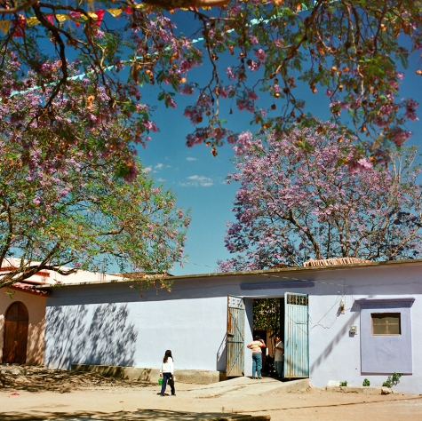 Jacaranda Outskirts