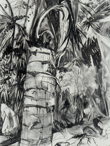 Nancy Tart Drawings charcoal on paper