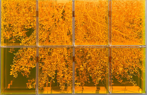 NATALYA BURD "Continuum & Flax" acrylic, 2 layers of yellow plexiglass, plexiglass mirror