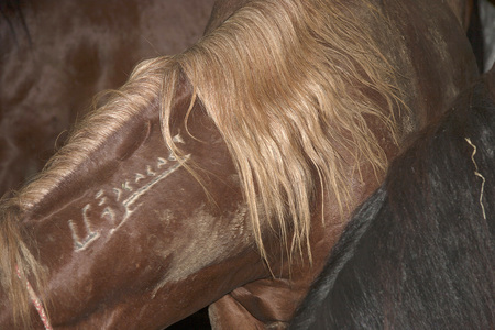 Nancy Wyllie Wild Horses pigment print