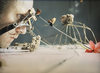 Carousel artwork image 482