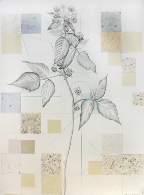 pat cresson archive drawing botanical drawings grid drawing paper