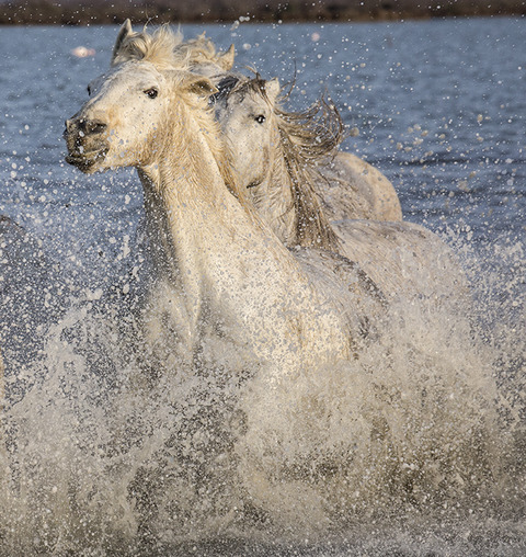 Peggy Braun Horses of the Water Photography