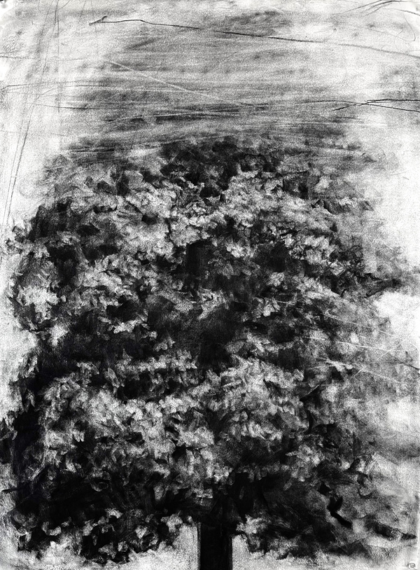 Peter Roux misc landscape charcoal on paper