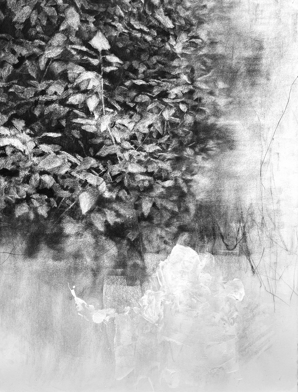 Peter Roux drawings charcoal, gesso on paper