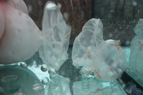 Petra Groen Sculpture/ installations water tank, mixed media